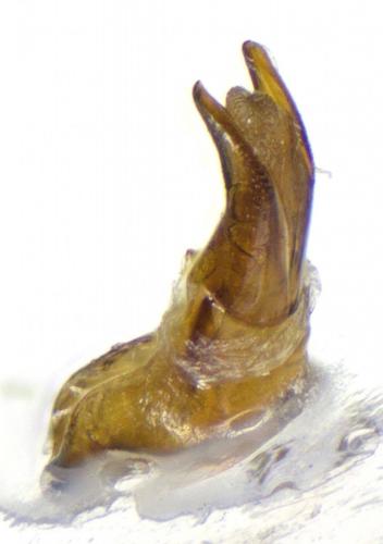 Aphodius schlumbergeri